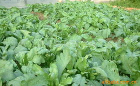 上海農慶農業科技咨詢公司 專業農業信息咨詢，助力現代農業發展